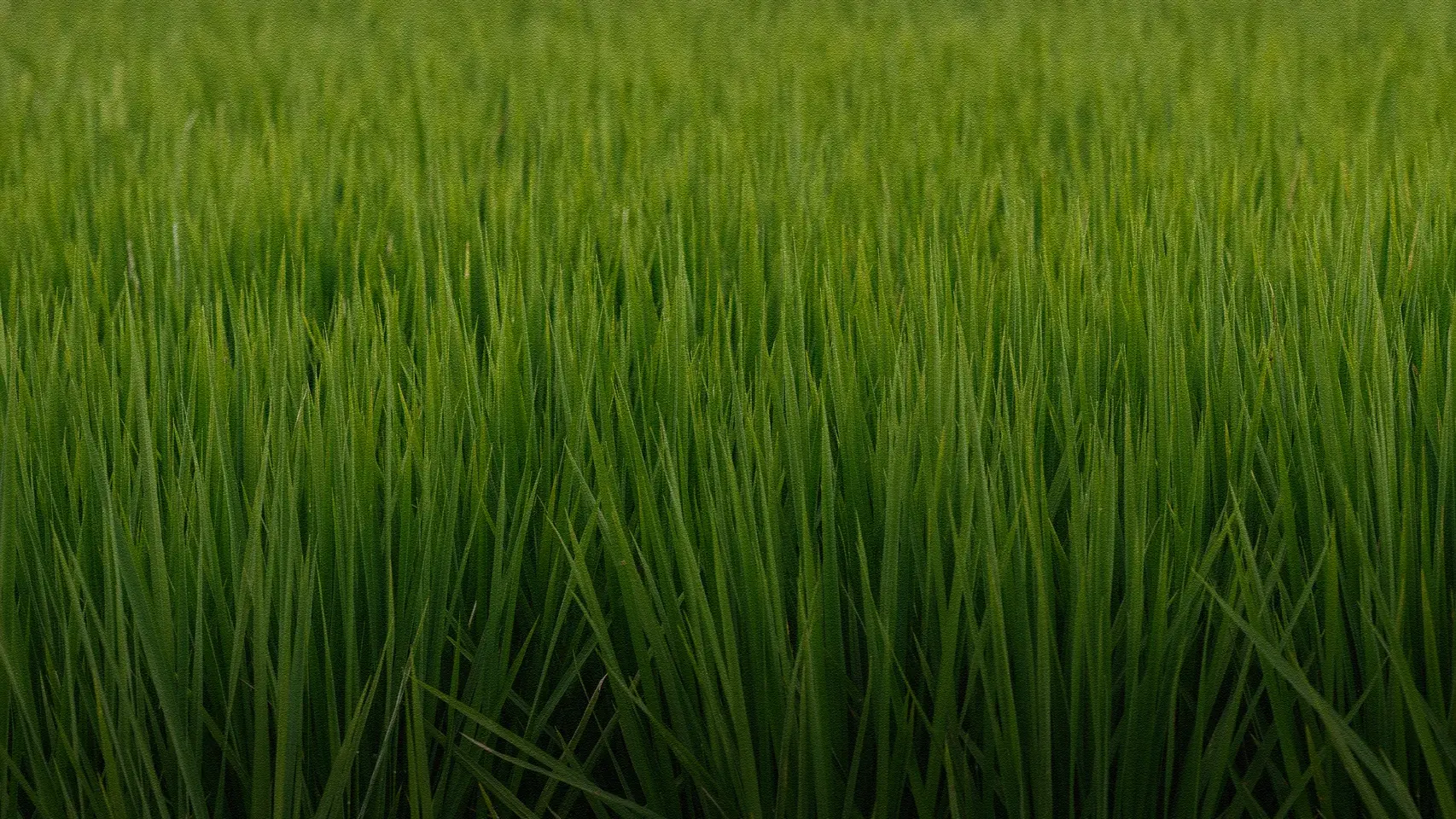 和睦的一日背景