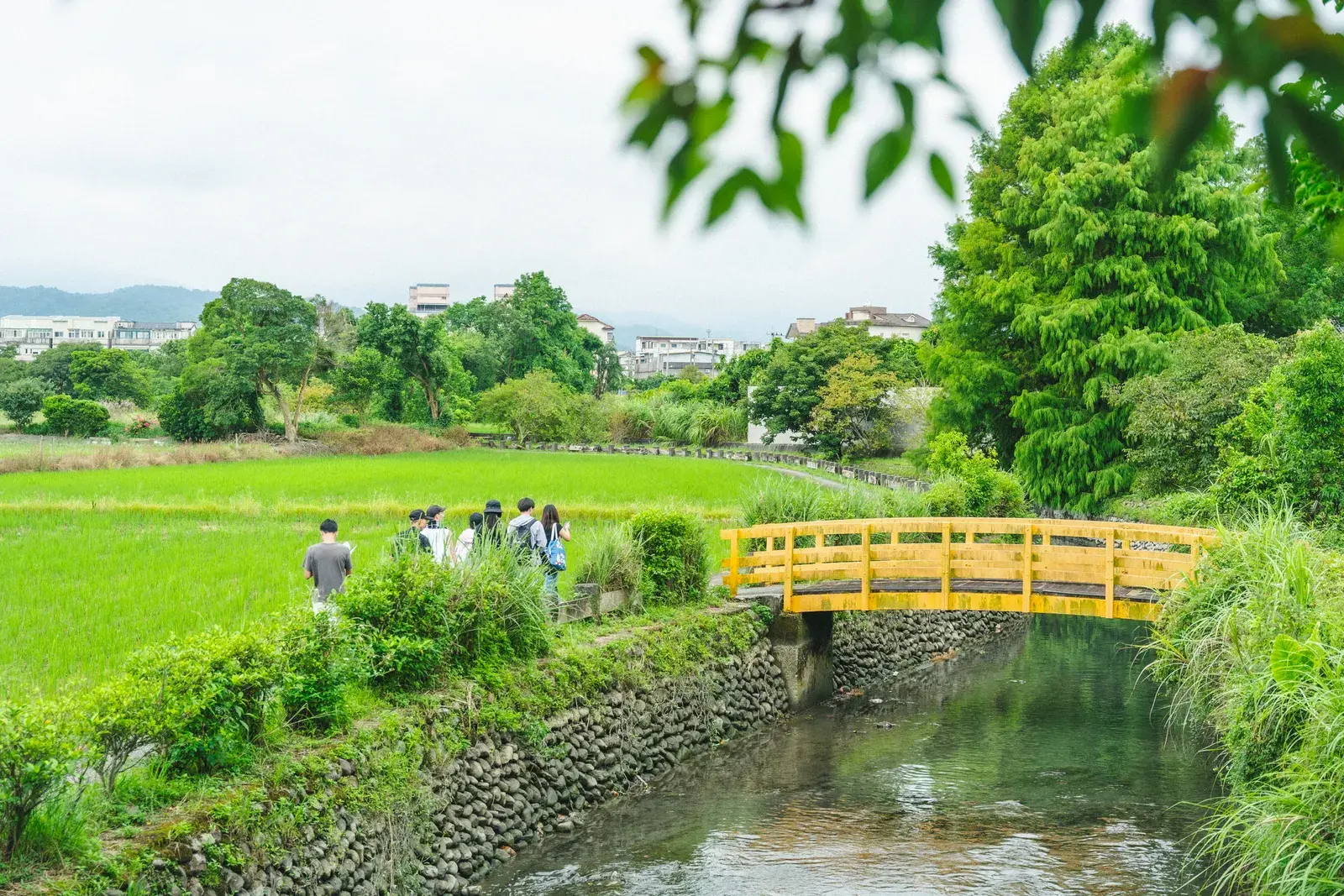橫跨水圳的黃色小木橋,一旁田埂上有一行人沿著稻田散步
